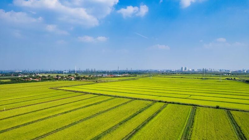 山东农资网上报价查询