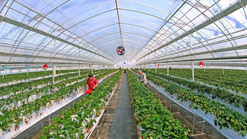 且珍壹佰农家茶有限公司