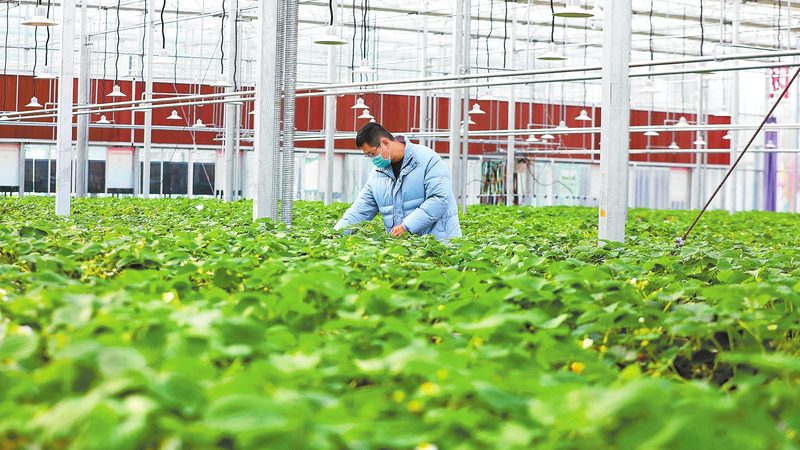大棚骨架：竹木与钢架的优劣解析**