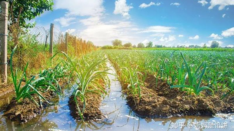 简易大棚蔬菜种植技术步骤解析