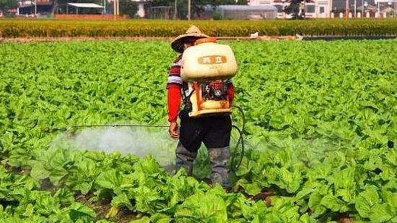 有机水果种植，如何遵循规范之路？**